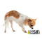 Abstract Eye Painting Plastic Pet Bowls - Small - LIFESTYLE