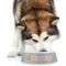 Foxy Yoga Plastic Pet Bowls - Large - LIFESTYLE