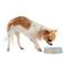 Foxy Yoga Plastic Pet Bowls - Small - LIFESTYLE