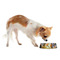 Dogs Playing Poker by C.M.Coolidge Plastic Pet Bowls - Small - LIFESTYLE