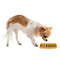 Yoga Dogs Sun Salutations Plastic Pet Bowls - Small - LIFESTYLE