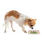 Peace Sign Plastic Pet Bowls - Small - LIFESTYLE