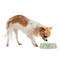 Wild Daisies Plastic Pet Bowls - Small - LIFESTYLE