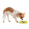 Buzzing Bee Plastic Pet Bowls - Small - LIFESTYLE