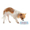 Dolphins Plastic Pet Bowls - Small - LIFESTYLE