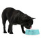 Hanukkah Plastic Pet Bowls - Medium - LIFESTYLE