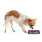 Chili Peppers Plastic Pet Bowls - Small - LIFESTYLE