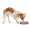 Daisies Plastic Pet Bowls - Small - LIFESTYLE