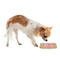 Lily Pads Plastic Pet Bowls - Small - LIFESTYLE