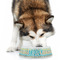 Abstract Teal Stripes Plastic Pet Bowls - Large - LIFESTYLE