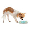 Abstract Teal Stripes Plastic Pet Bowls - Small - LIFESTYLE