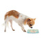 Teal Ribbons & Labels Plastic Pet Bowls - Small - LIFESTYLE