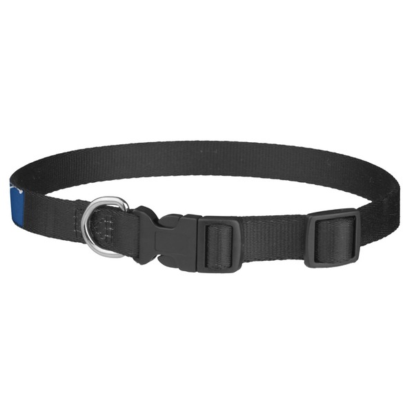 Blue Pirate Dog Collar - Medium - Back