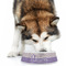 Purple Gingham & Stripe Plastic Pet Bowls - Large - LIFESTYLE