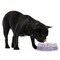 Purple Gingham & Stripe Plastic Pet Bowls - Medium - LIFESTYLE