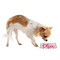Girly Monsters Plastic Pet Bowls - Small - LIFESTYLE