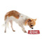 Red Western Plastic Pet Bowls - Small - LIFESTYLE