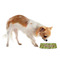 Green & Brown Toile Plastic Pet Bowls - Small - LIFESTYLE