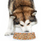 Traditional Thanksgiving Plastic Pet Bowls - Large - LIFESTYLE