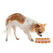 Fall Leaves Plastic Pet Bowls - Small - LIFESTYLE