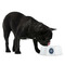 Logo Plastic Pet Bowls - Medium - Lifestyle