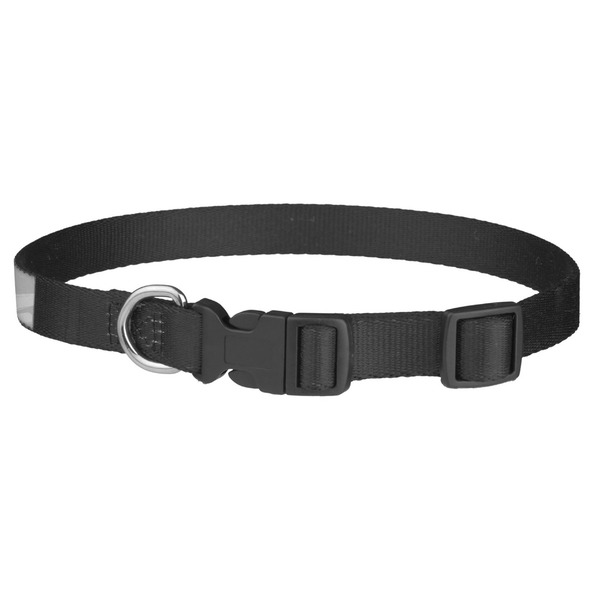 Hipster Graduate Dog Collar - Medium - Back