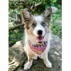 Image Uploaded for Cheryl Welch Review of Pink & Green Paisley and Stripes Dog Bandana (Personalized)
