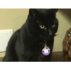 Image Uploaded for Tammy Review of Purple Gingham & Stripe Round Pet ID Tag - Small (Personalized)