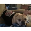 Image Uploaded for Tonya LaRiviere Review of Firefighter Black Pet Shirt (Personalized)