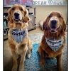 Image Uploaded for Cyndi Drace Review of Design Your Own Dog Bandana