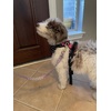 Image Uploaded for WJ Review of Bohemian Art Deluxe Dog Leash (Personalized)