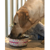 Image Uploaded for Kristina Scarcelli Review of Design Your Own Stainless Steel Dog Bowl