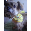 Image Uploaded for Melissa Sutton Review of Design Your Own Dog Bandana